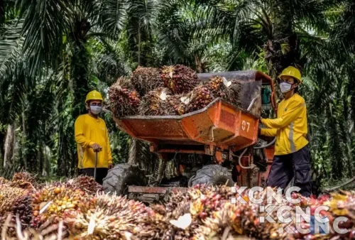 Eagle High Plantations (BWPT) Emisi Obligasi Senilai Rp98 Miliar