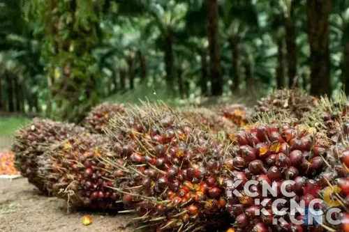 SSMS Optimistis Prospek Sawit Cerah, Analis Rekomendasi BUY