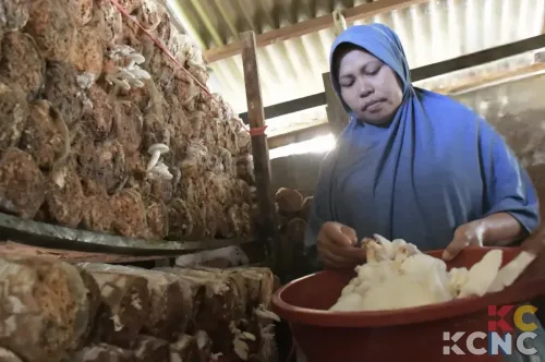 SIG Bantu Perempuan Desa Jadi Wirausaha Sukses dengan Budi Daya Jamur Tiram