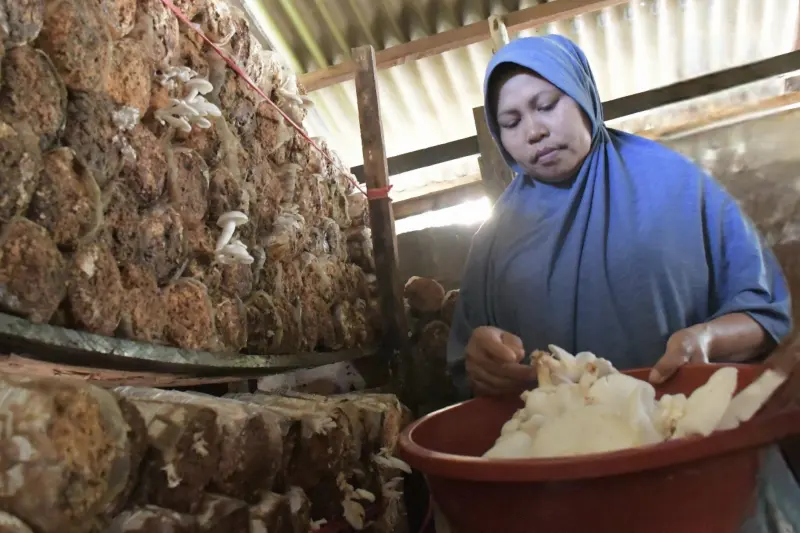 SIG Bantu Perempuan Desa Jadi Wirausaha Sukses dengan Budi Daya Jamur Tiram