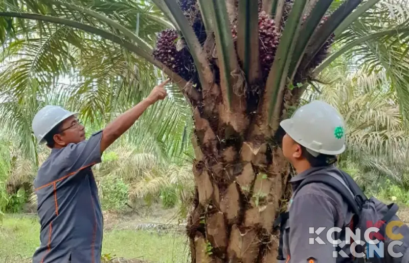 Racik Buy Back Saham, Emiten Sawit (CSRA) Anggarkan Dana Rp90 Miliar