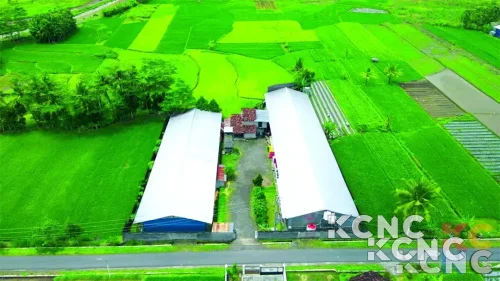 Saham AYAM Meroket 204%, Direksi Ikut Masuk dan Belanja Puluhan Miliar