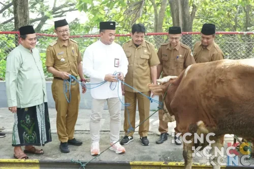 SIG Salurkan 292 Hewan Kurban ke Masyarakat di 19 Provinsi
